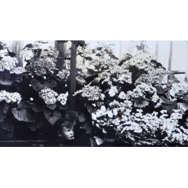 Plants in the greenhouse, young boy in the foreground