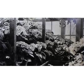 Plants in the greenhouse