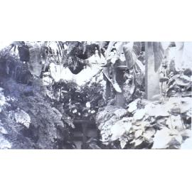 Plants in the greenhouse