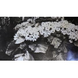 Plants in the greenhouse