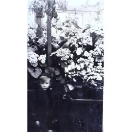 Plants in the greenhouse, young boy in the foreground