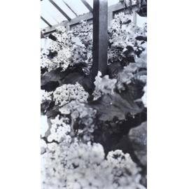 Plants in the greenhouse