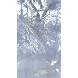 Plants in the greenhouse