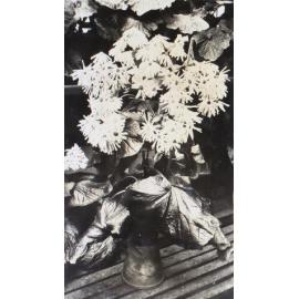 Plants in the greenhouse