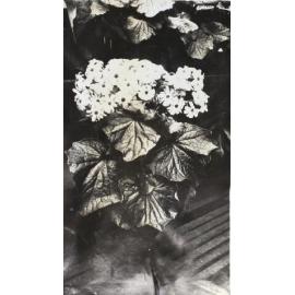 Plants in the greenhouse