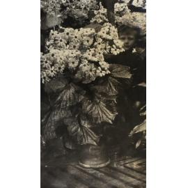 Plants in the greenhouse with a small boy in the foliage
