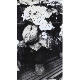 Plants in the greenhouse