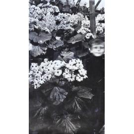 Plants in the greenhouse with a small boy in the foliage