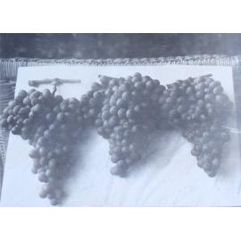 Three bunches of grapes