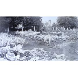 Vegetable garden at Saumarez