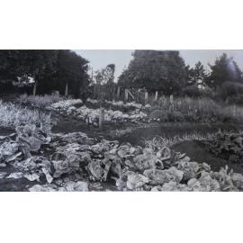 Vegetable garden at Saumarez