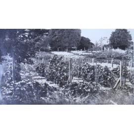 Vegetable garden at Saumarez