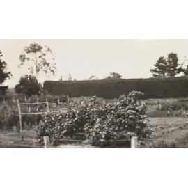 Gardens with the hedge in the background