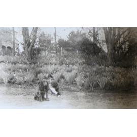 Pet dogs in the garden, tennis court and house in the background
