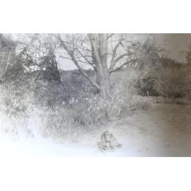 Pet dog in the garden