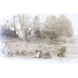 Pet dogs in the gardens