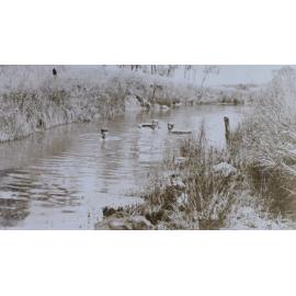 Group of unidentified swimmers in a creek