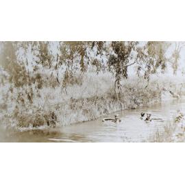 Group of unidentified swimmers in a creek