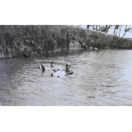 Group of unidentified swimmers in a creek