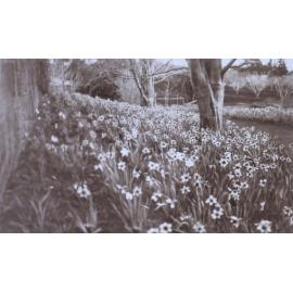 View of the gardens around the tennis court at Saumarez