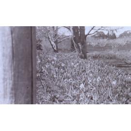 View of the gardens around the tennis court at Saumarez