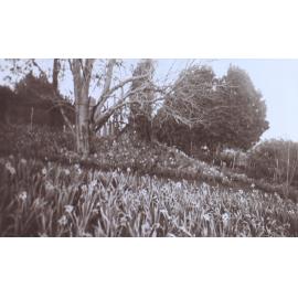 View of the gardens around the tennis court at Saumarez
