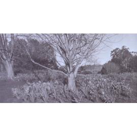 View of the gardens around the tennis court at Saumarez