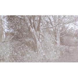 View of the gardens around the tennis court at Saumarez