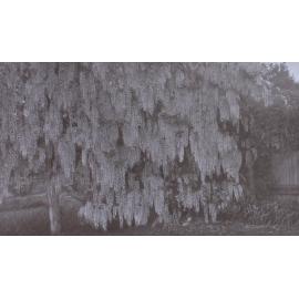 Wisteria at Saumarez