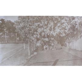 Tree beside tennis court at Saumarez