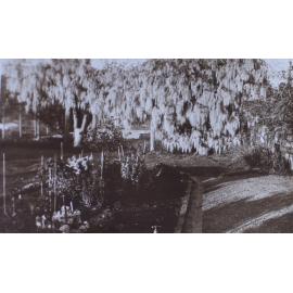 Wisteria at Saumarez