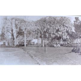 Wisteria at Saumarez