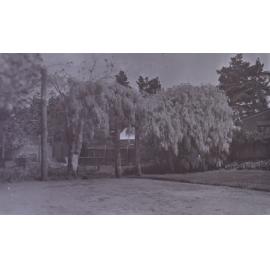 Wisteria at Saumarez