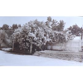 Wisteria at Saumarez