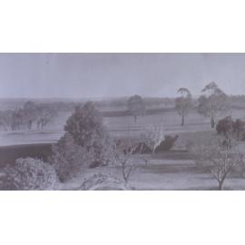 View from the house of trees, hedge and outer paddocks