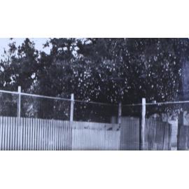 Trees along a timber fence
