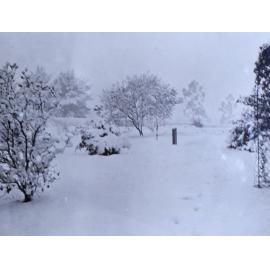 Snow at Saumarez - gardens