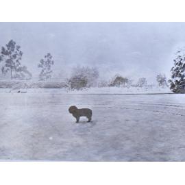 Snow at Saumarez - a pet dog in the garden