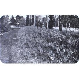 Gardens at Saumarez Homestead