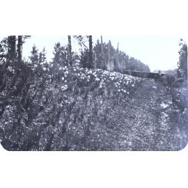 Gardens at Saumarez Homestead