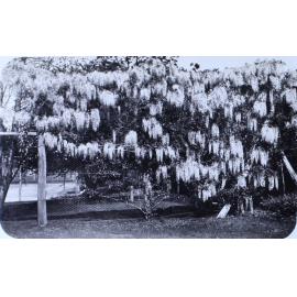 Gardens at Saumarez Homestead