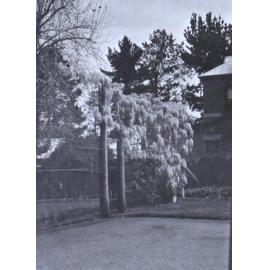 Gardens at Saumarez Homestead