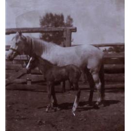 Miss Norton and foal