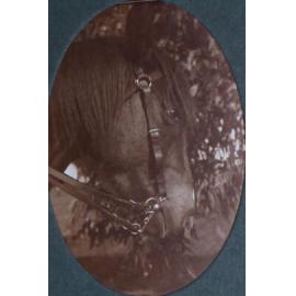 Close-up of a horses head