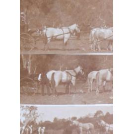 Three images of four-in-hand team