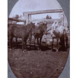 Three young horses