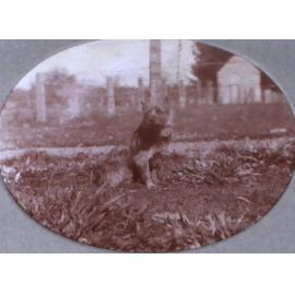 Pet dog in the garden