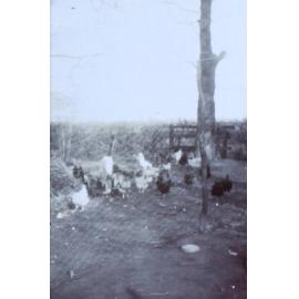 Chickens in a coop at Cuddington Vicarage