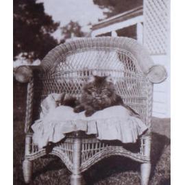 Cat sitting on a chair