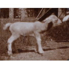 Pet lamb being bottle fed
